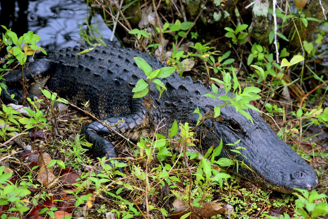 American Alligator