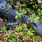 American Alligator