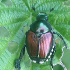 Japanese beetle