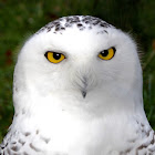 Snowy Owls