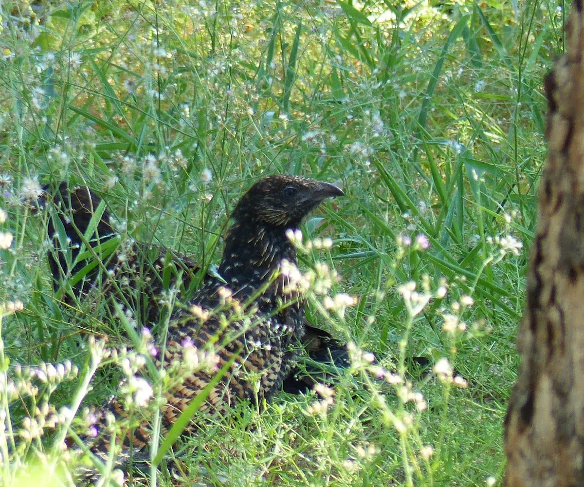 Pheasant Coucal (juvenile)