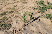 A wilted maize crop in Mumijo, Buhera district, east of the capital Harare, Zimbabwe. 