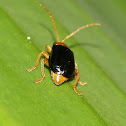 Cucurbit Leaf Beetle