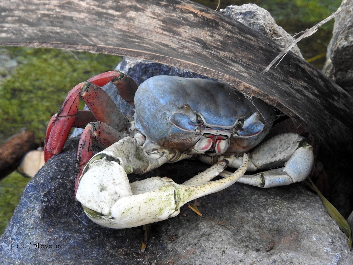 Mouthless Crab