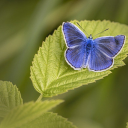 Blue butterfly