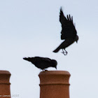 Jackdaw