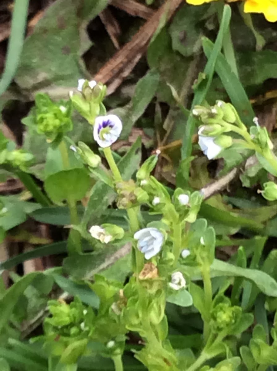 Thyme-leaved speedwell