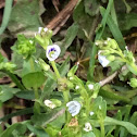 Thyme-leaved speedwell