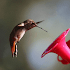 Vyomy 3D Hologram Hummingbird21.2.7