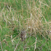 Savannah Sparrow