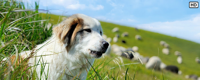 My Sheep Dog - Cute Puppy & Dog Wallpapers marquee promo image