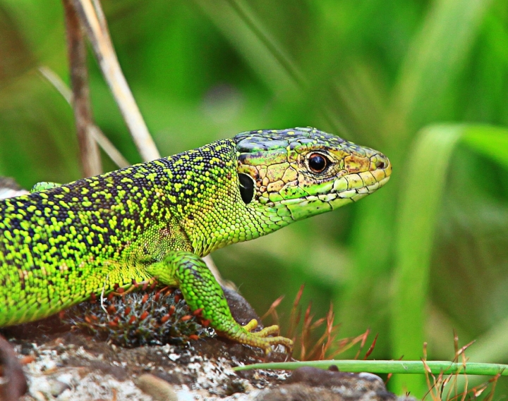 Verde ramarro di alber52