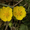 Potentilla