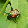 Japanese Beetle