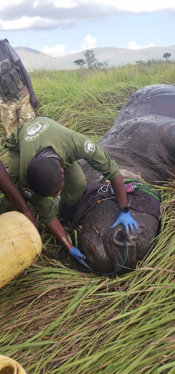 Treatment of a white rhino at Ruma National Park in Homabay County by Kenya Wildlife Service veterinarians on May 13, 2024