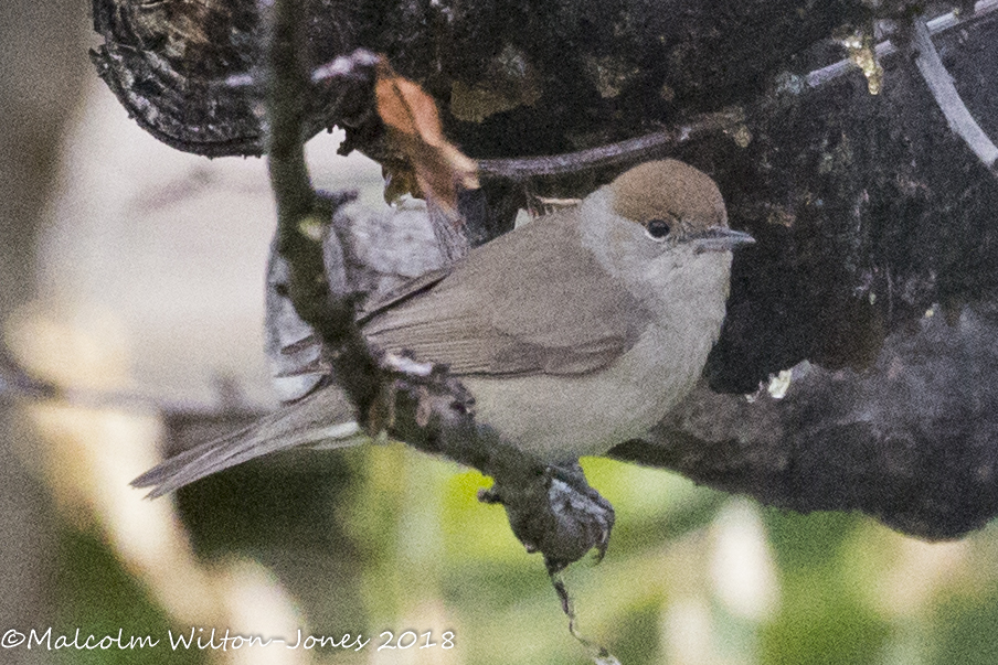 Blackcap; Curruca Capirotada