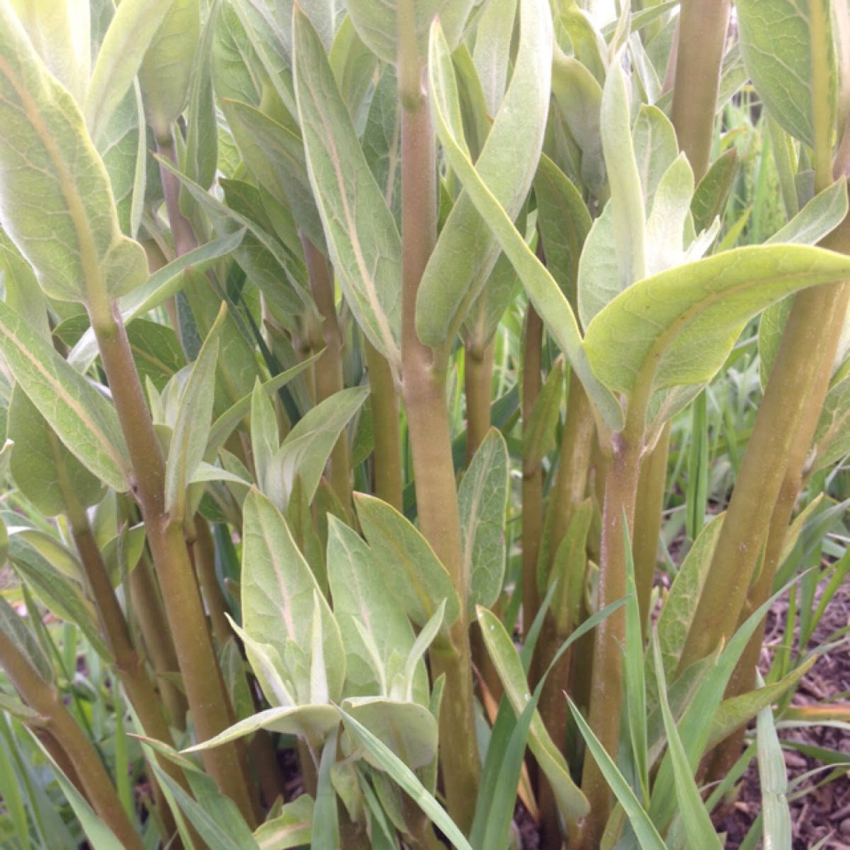 Milkweed