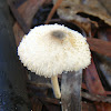 small parasol mushroom