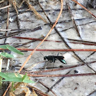 Blue Mud Dauber