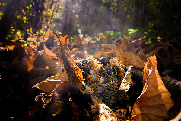 Voglia d'autunno  di Cv70