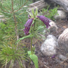 Whipple's Penstemon