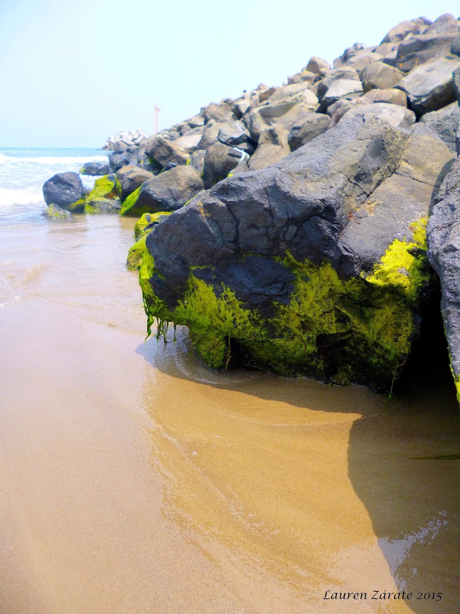 Pale Green Algae