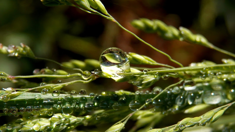 Goccia lente di fotorobi