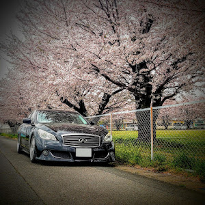 フーガ Y51