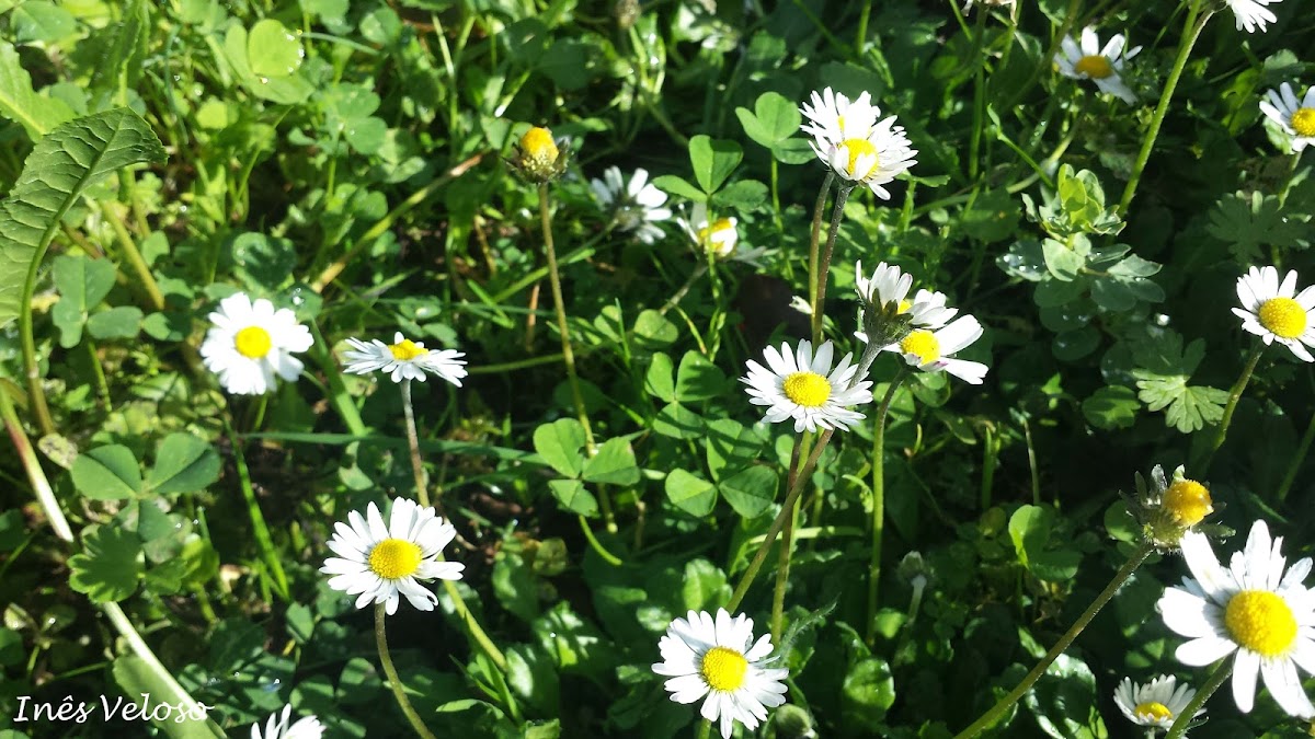 Common Daisies