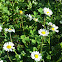 Common Daisies