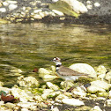 Killdeer