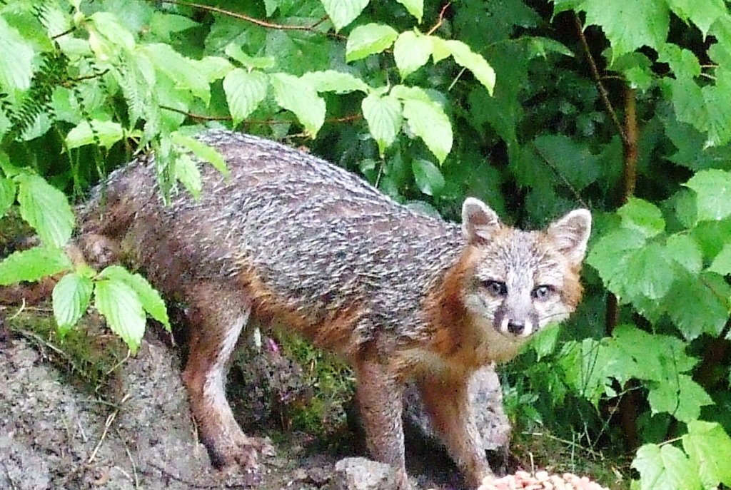 Gray Fox