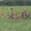 Eastern grey kangaroo