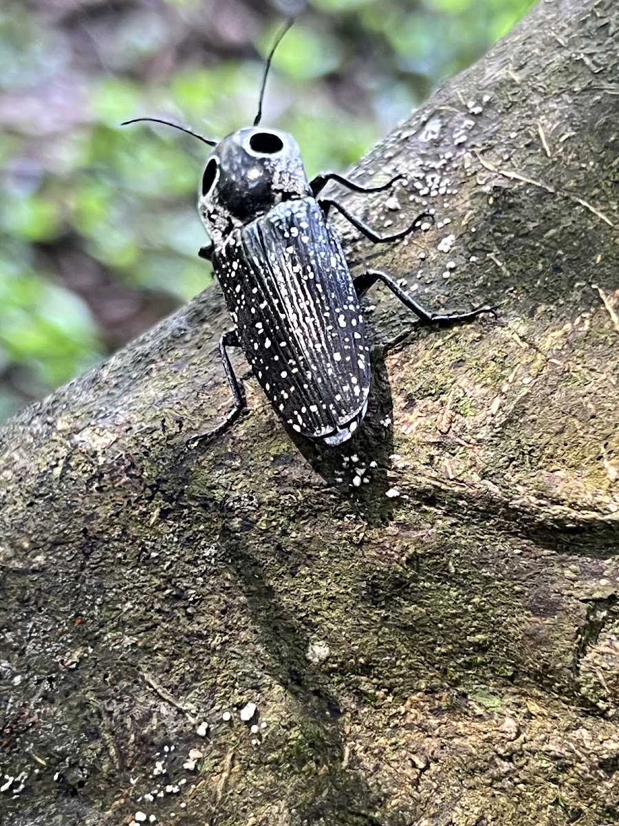 Eastern Eyed Click Beetle