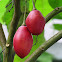 Tree Tomato