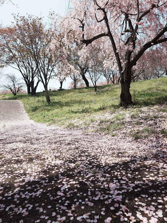 ノート オーラのキリ番・今年ラストの桜かなに関するカスタム事例の投稿画像5枚目