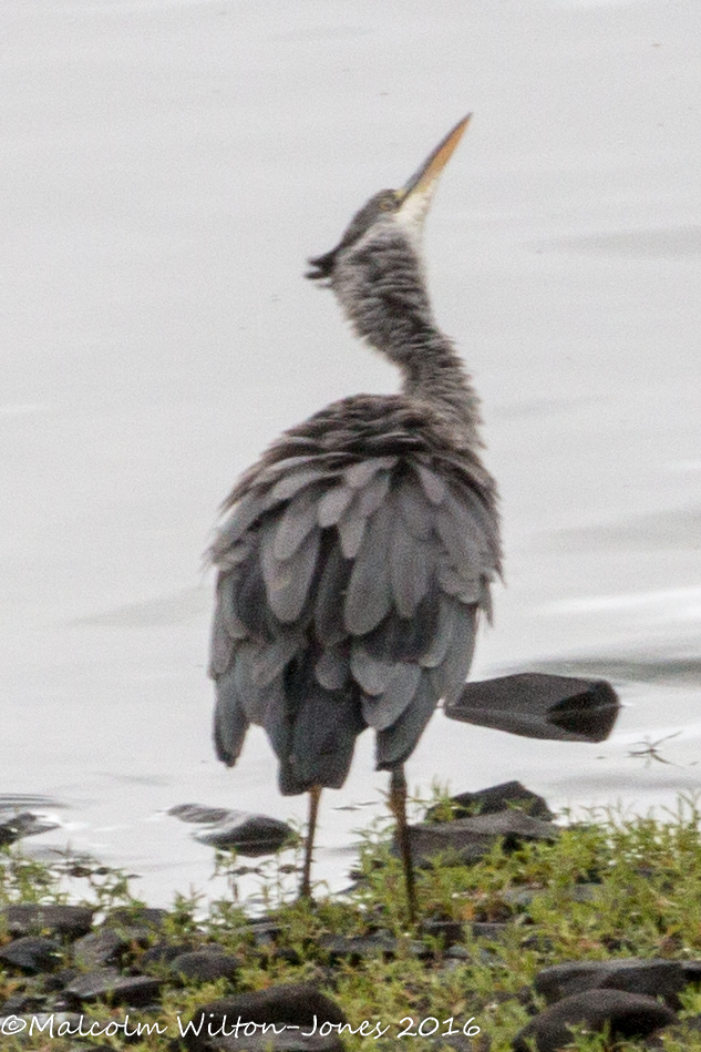 Grey Heron