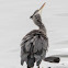 Grey Heron