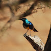 Golden Breasted Starling