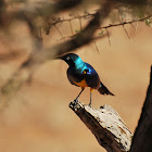 Golden Breasted Starling