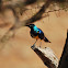 Golden Breasted Starling