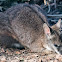 Parma Wallaby