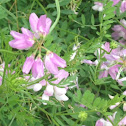 crown vetch