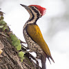 Common Flameback