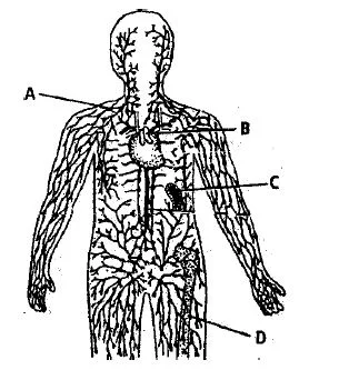 Immune System in the Body