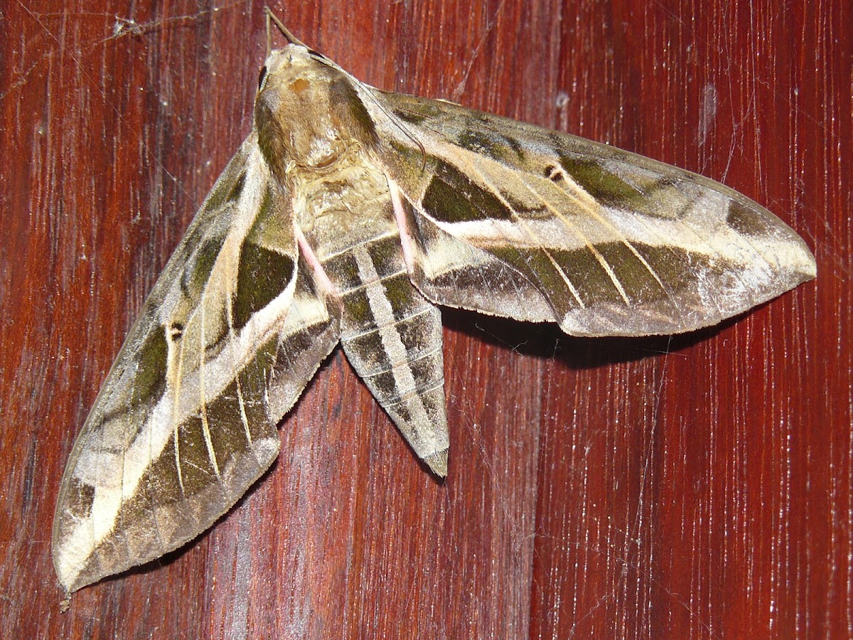 Vine Sphinx moth