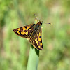 Arctic Skipper