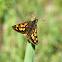 Arctic Skipper