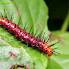 Tawny Coster caterpillar