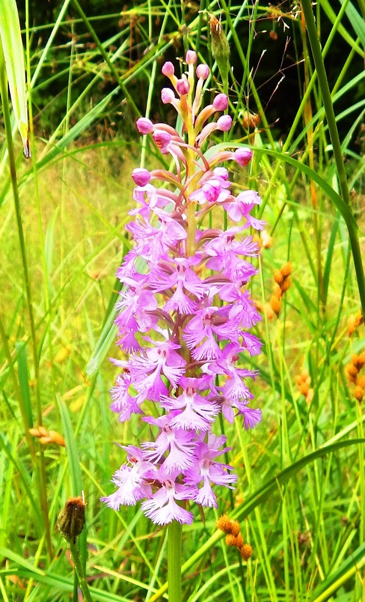 Lesser purple Fringed Orchid